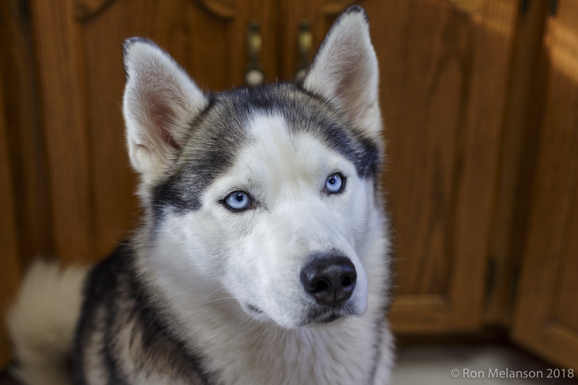 Blue eyed husky dog