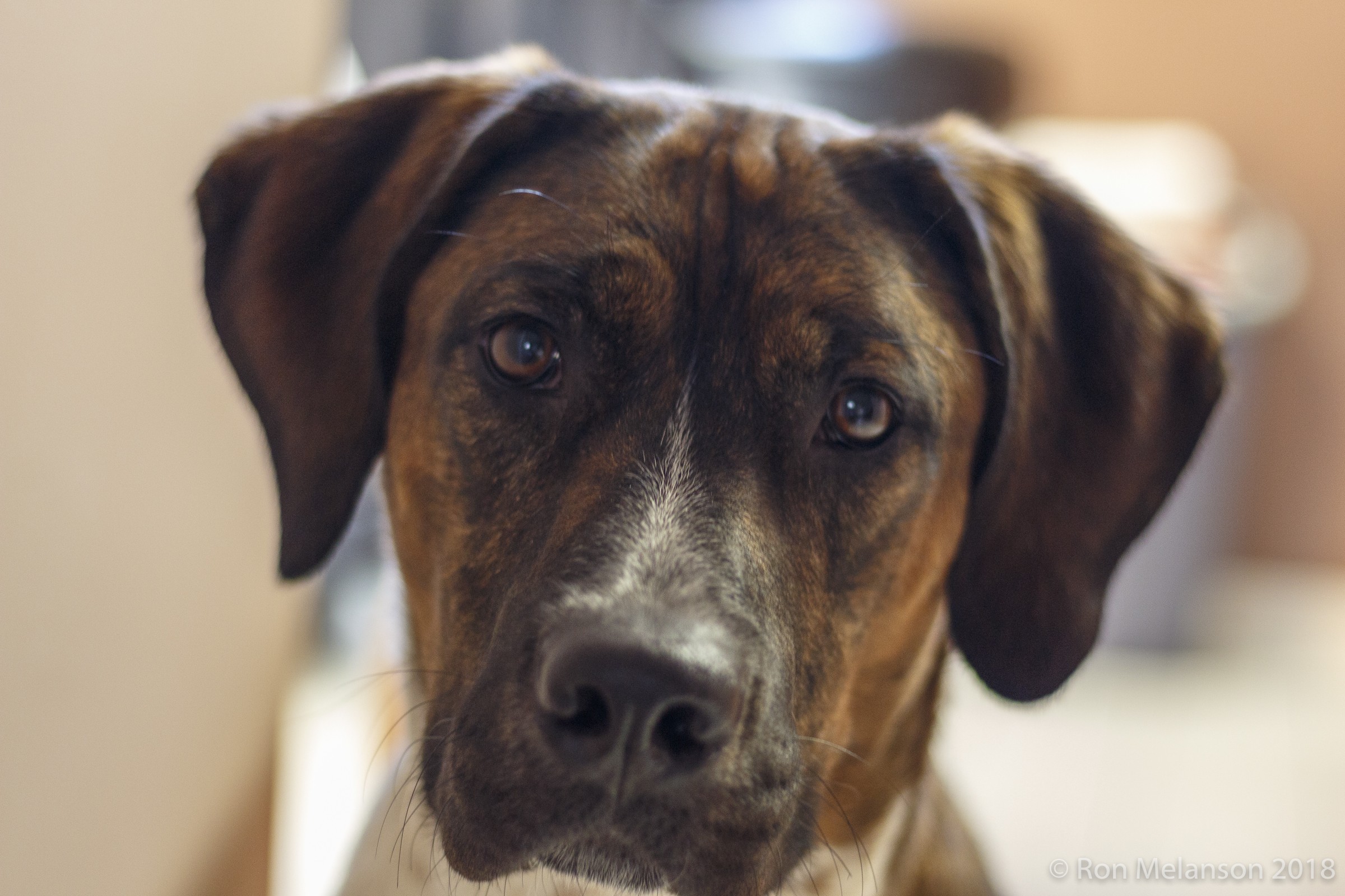 Brown dog portrait