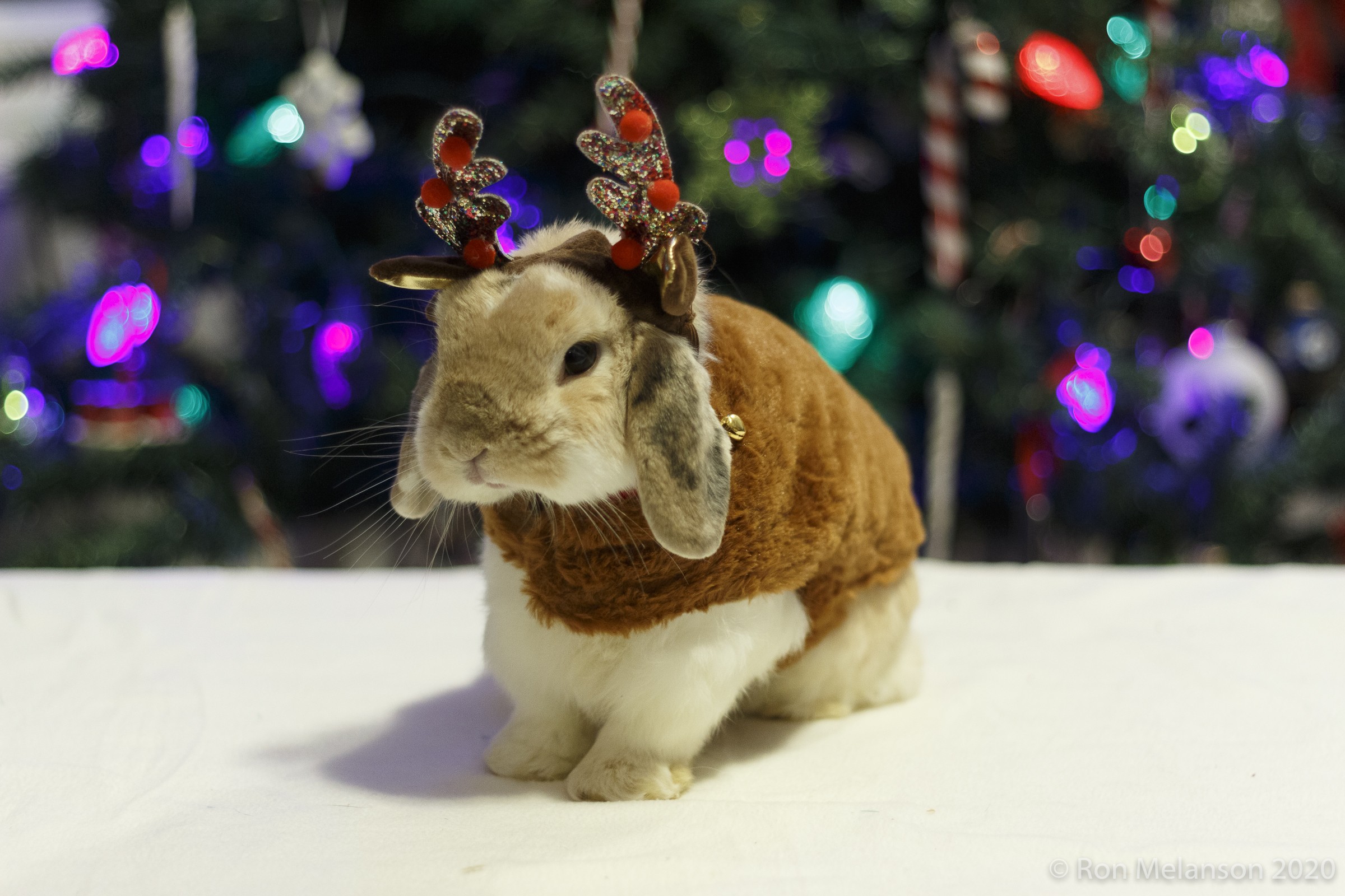 Butters the bunny in Christmas costume