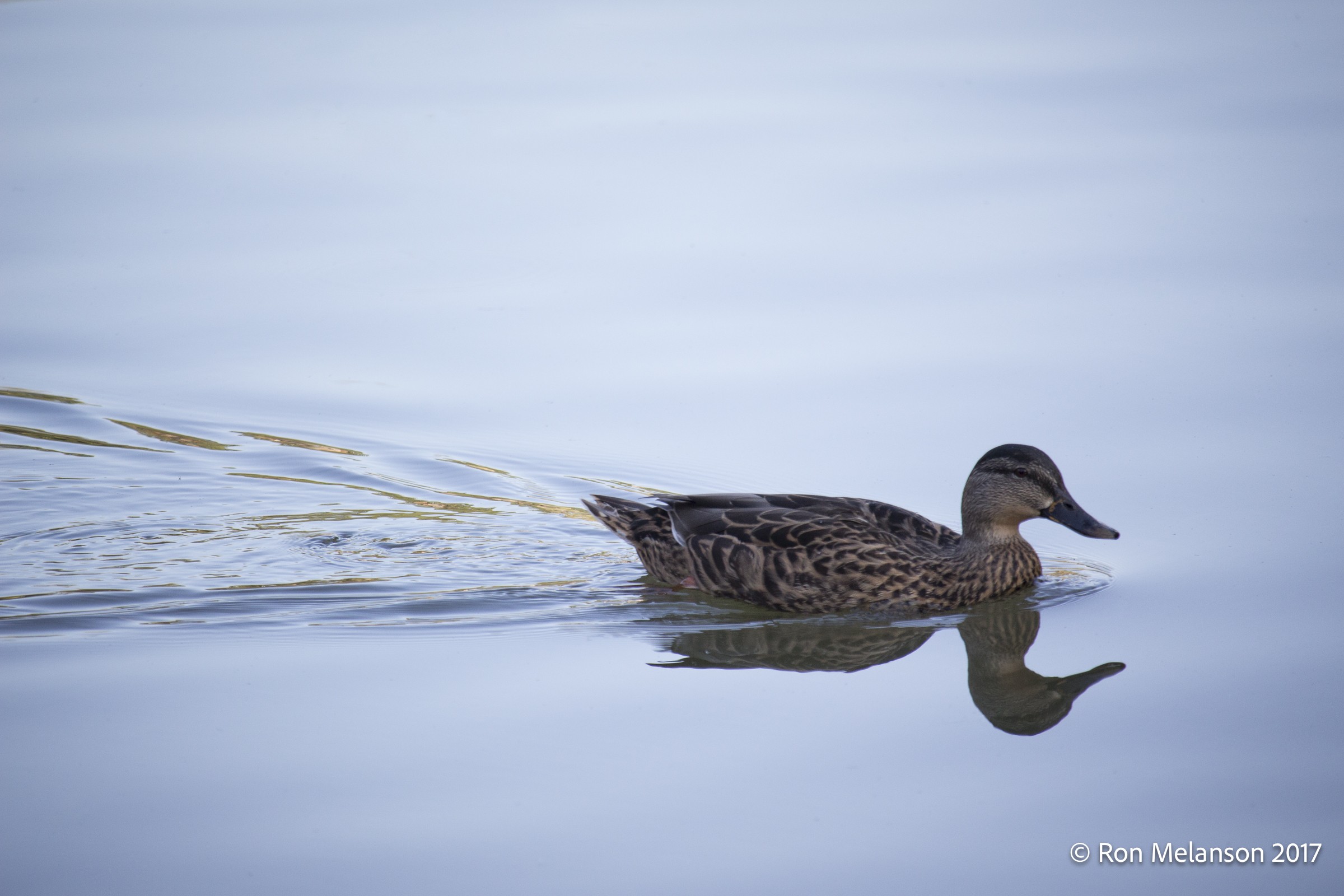 Duck swimming on calm water