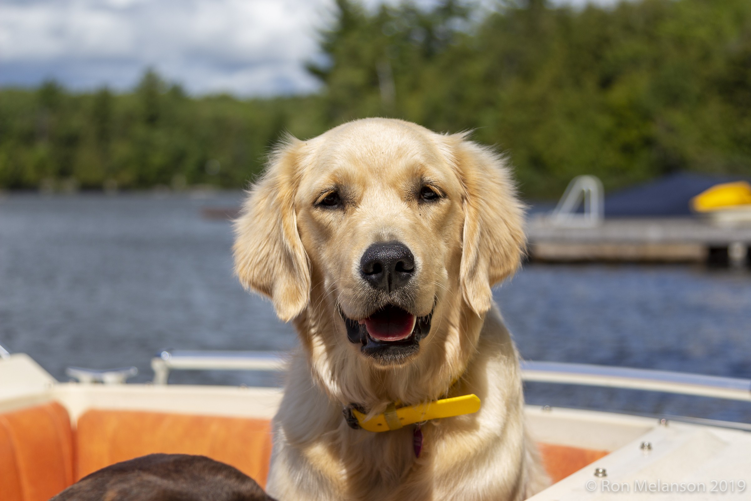 Golden Labrador at Muskoka lake