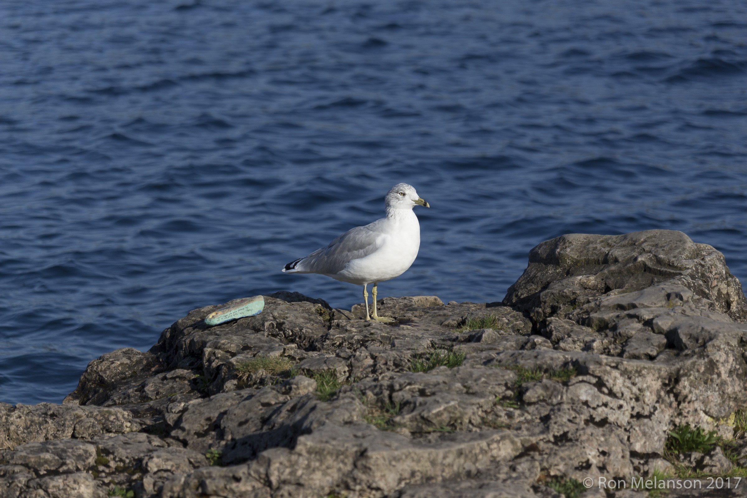 Seagull with pet rock